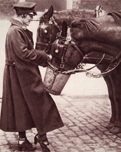 Travail pour les femmes ayant une connaissance des chevaux, illustration de The Illustrated War News, 7 mars 1917 - English Photographer